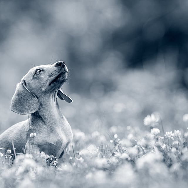 Un perro sentado en un campo de flores.