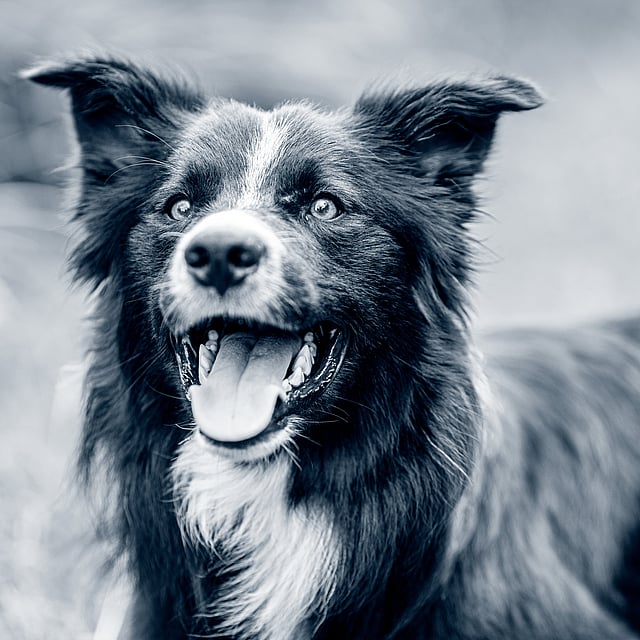 Un perro con la boca abierta.