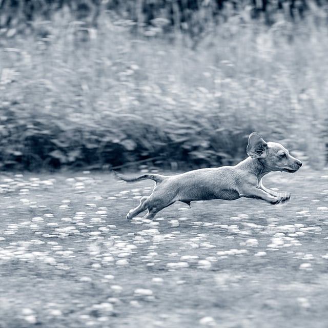 Un perro corriendo en un campo.