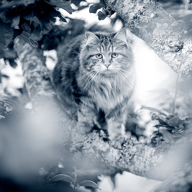 Un gato parado en la rama de un árbol.