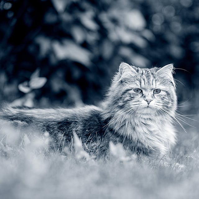 Un gato tirado en la hierba.