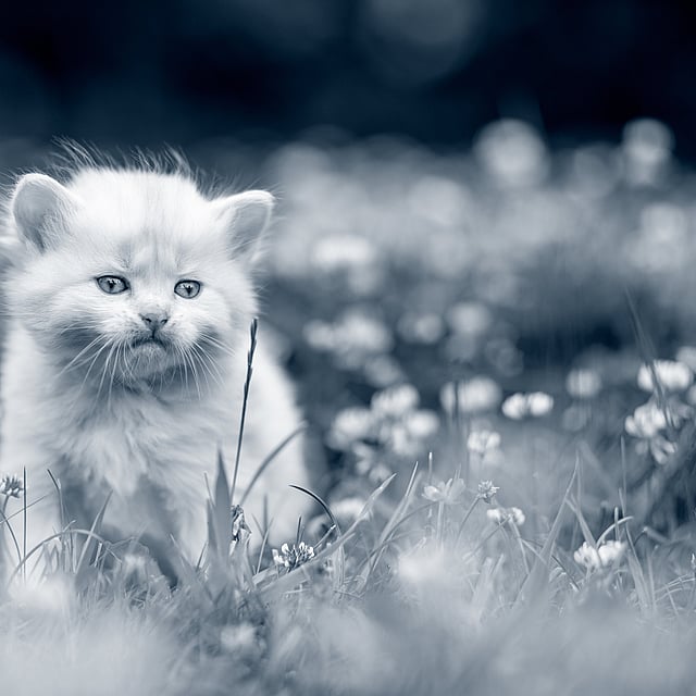 Un gatito en un campo de flores.