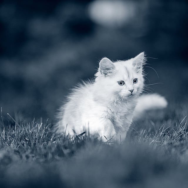 Un gatito blanco corriendo en la hierba.