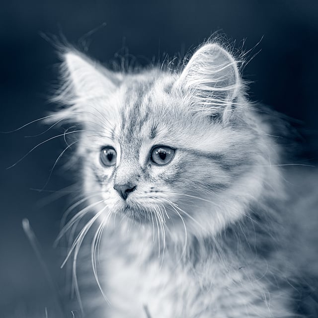 Un gato mirando a la cámara.