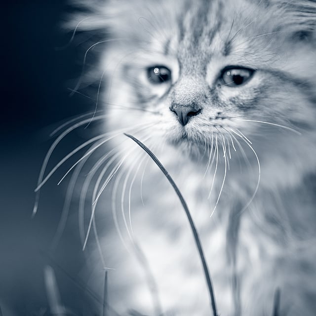 Un primer plano de un gato.