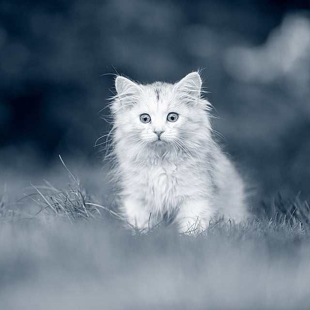 Un gato en la hierba.