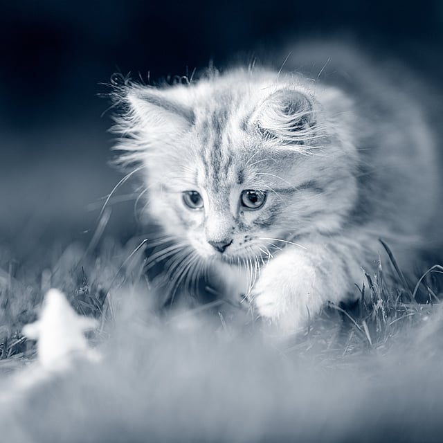 Un gato en la hierba.
