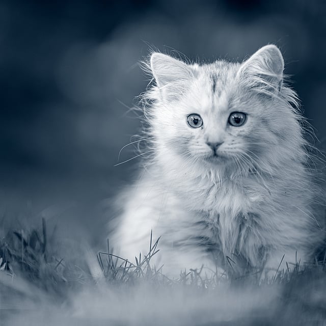 Un gato sentado en la hierba.