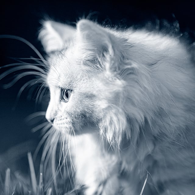 Un gato blanco mirando hacia arriba.