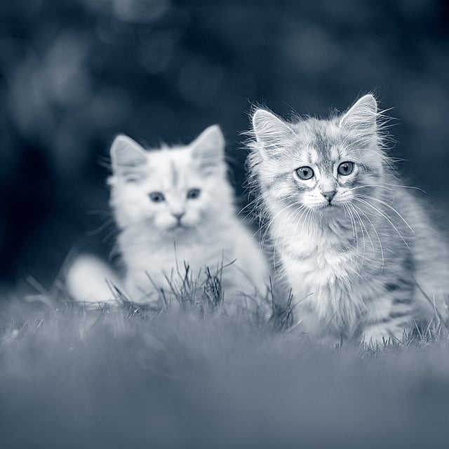 Dos gatos en la hierba.