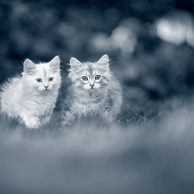 Dos gatitos en la hierba.