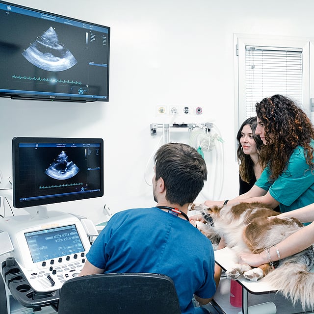 Un grupo de personas mirando a un perro.