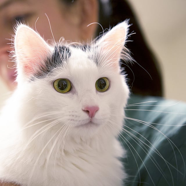 Una persona sosteniendo un gato.