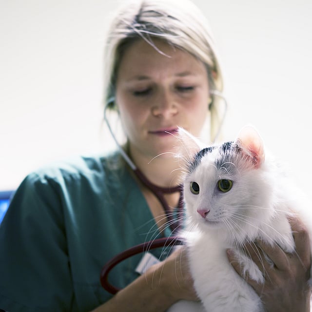 Una persona sosteniendo un gato.