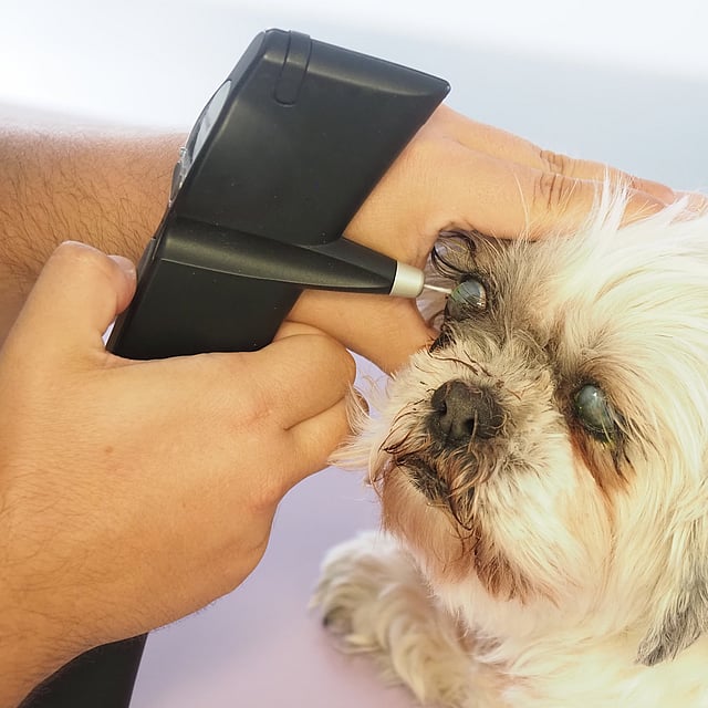 Una persona que usa un examen de la vista para un perro.