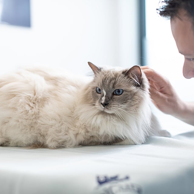 Una persona acariciando a un gato.