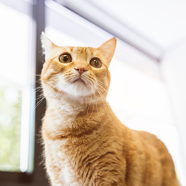 Gato naranja