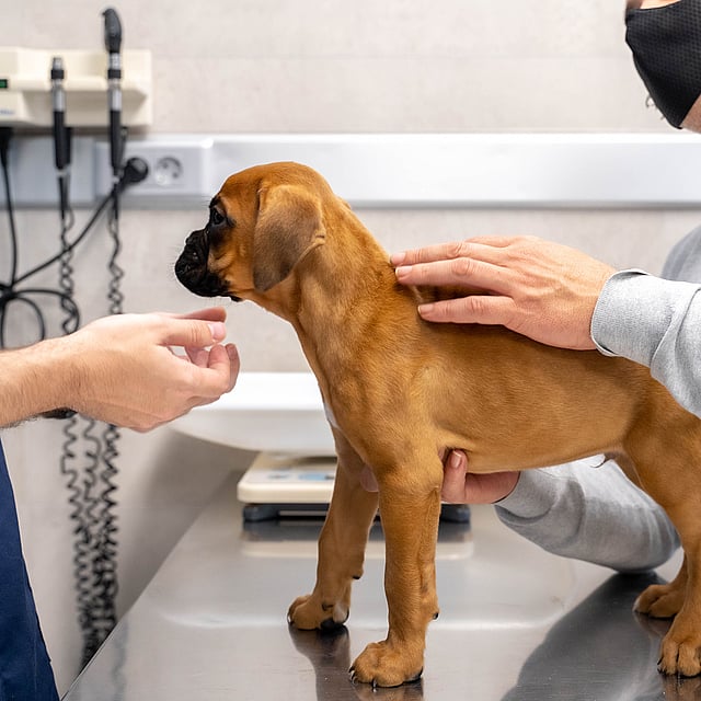 Una persona sosteniendo a un perro.