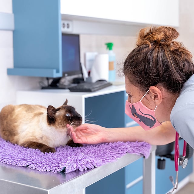 Una persona con una mascarilla y acariciando a un gato.