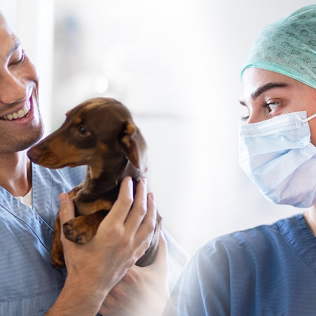 Un par de veterinarios sosteniendo a un perro.