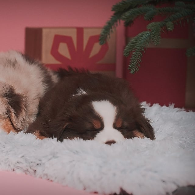 Dos perros tumbados sobre una alfombra.