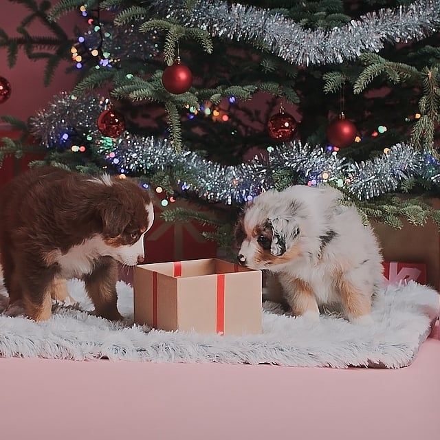 Dos cachorros mirando un regalo debajo de un árbol de Navidad.