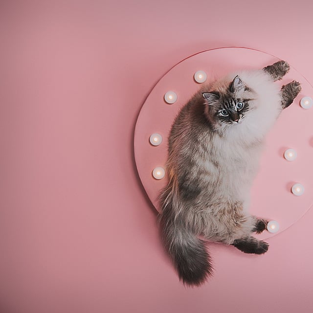 Un gato acostado en un plato rosa con pequeñas luces.