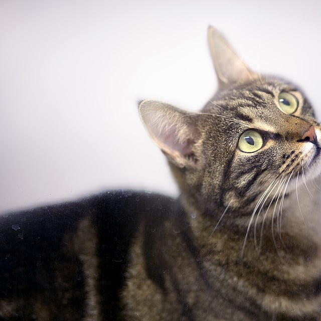 Un gato mirando hacia arriba a algo.