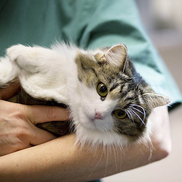 Una persona sosteniendo un gato.