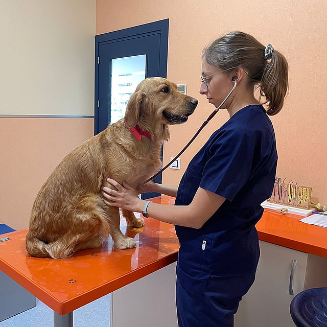 Una persona con bata y estetoscopio examinando a un perro.