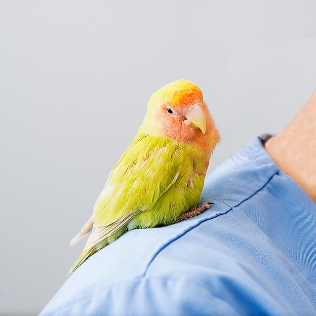 Un pájaro sentado en el brazo de una persona.