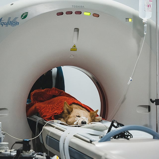 Un perro acostado en una máquina de tomografía computarizada.