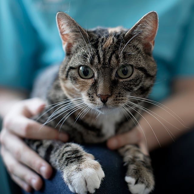 Un gato sentado en el regazo de una persona.