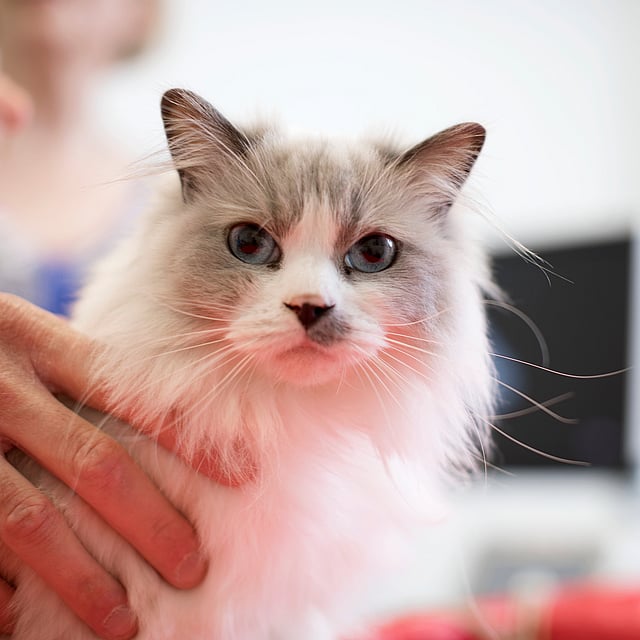 Una persona sosteniendo un gato.