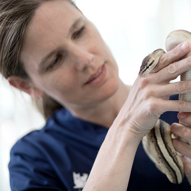 Una persona sosteniendo una serpiente.