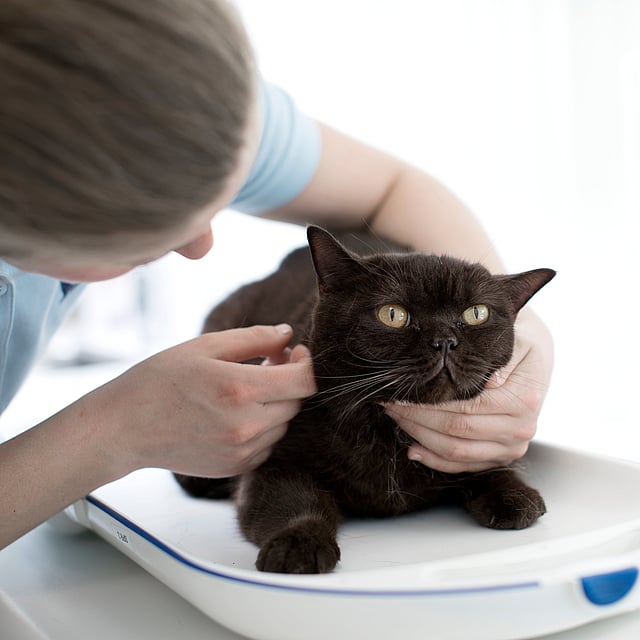 Una persona acariciando a un gato.