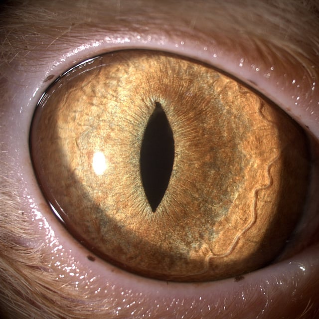 Primer plano del ojo de un animal.