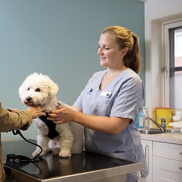 Una persona y un perro siendo examinados por un médico.