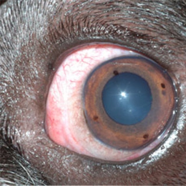 Primer plano del ojo de un animal.