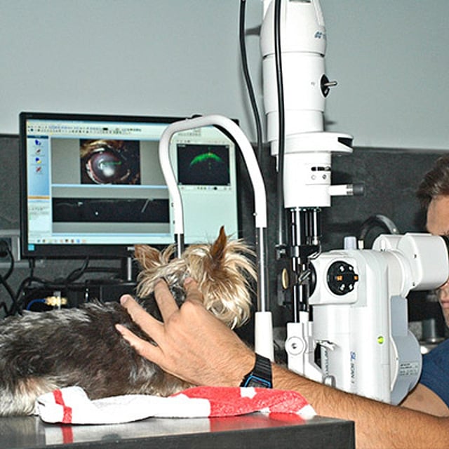 Una persona mirando a un perro.