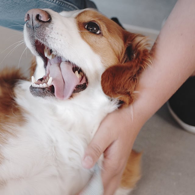 Un perro con la boca abierta.