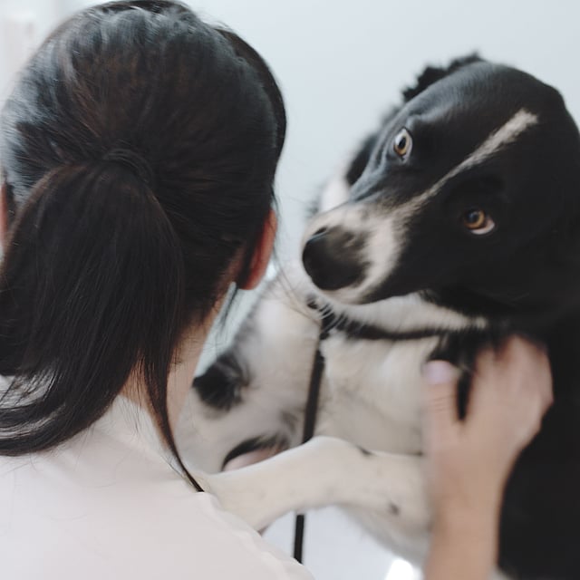 Una persona sosteniendo a un perro.