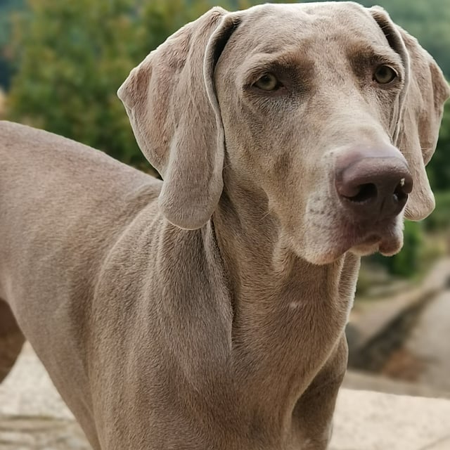 Un perro parado afuera con árboles en el fondo.