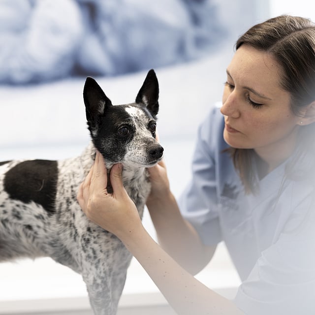 Una persona sosteniendo a un perro.