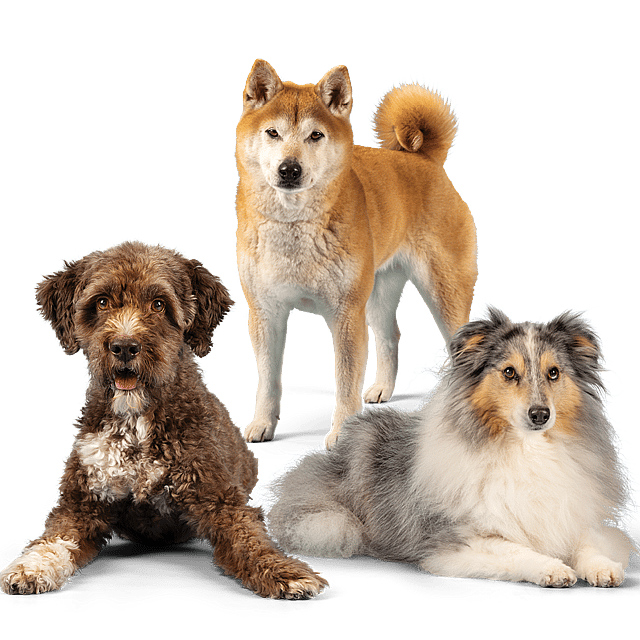 Un grupo de perros posando para una foto.