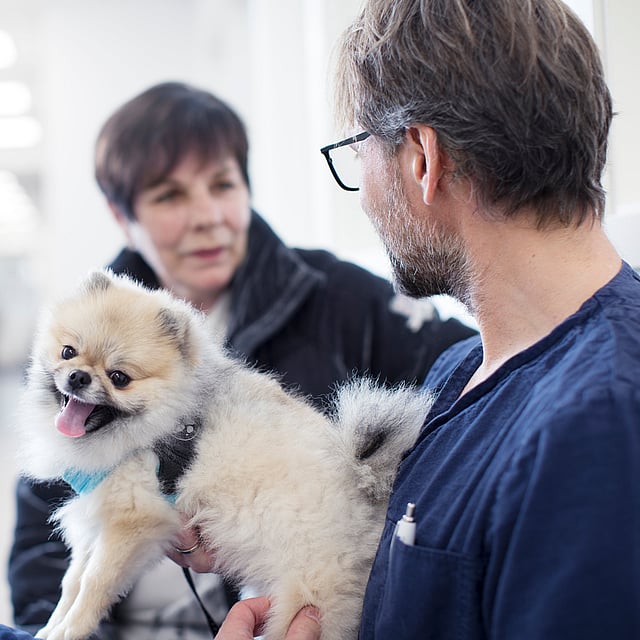 Una persona sosteniendo a un perro pequeño.