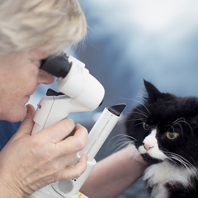 Una persona que usa un microscopio para revisar los ojos de un gato.