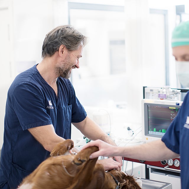 Un par de veterinarios en una habitación.