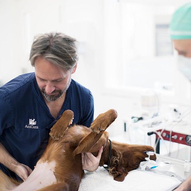 Un grupo de médicos veterinarios examinando a un perro.