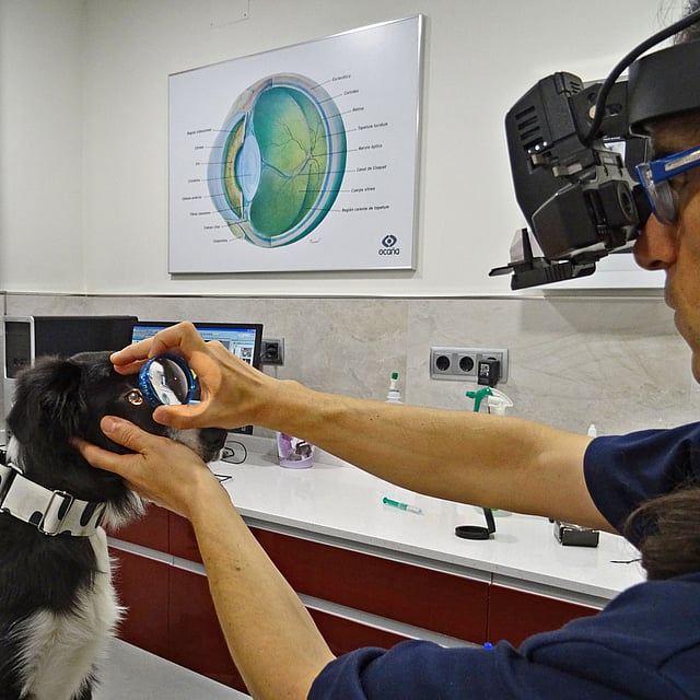 Una persona con gafas y un ojo de perro.